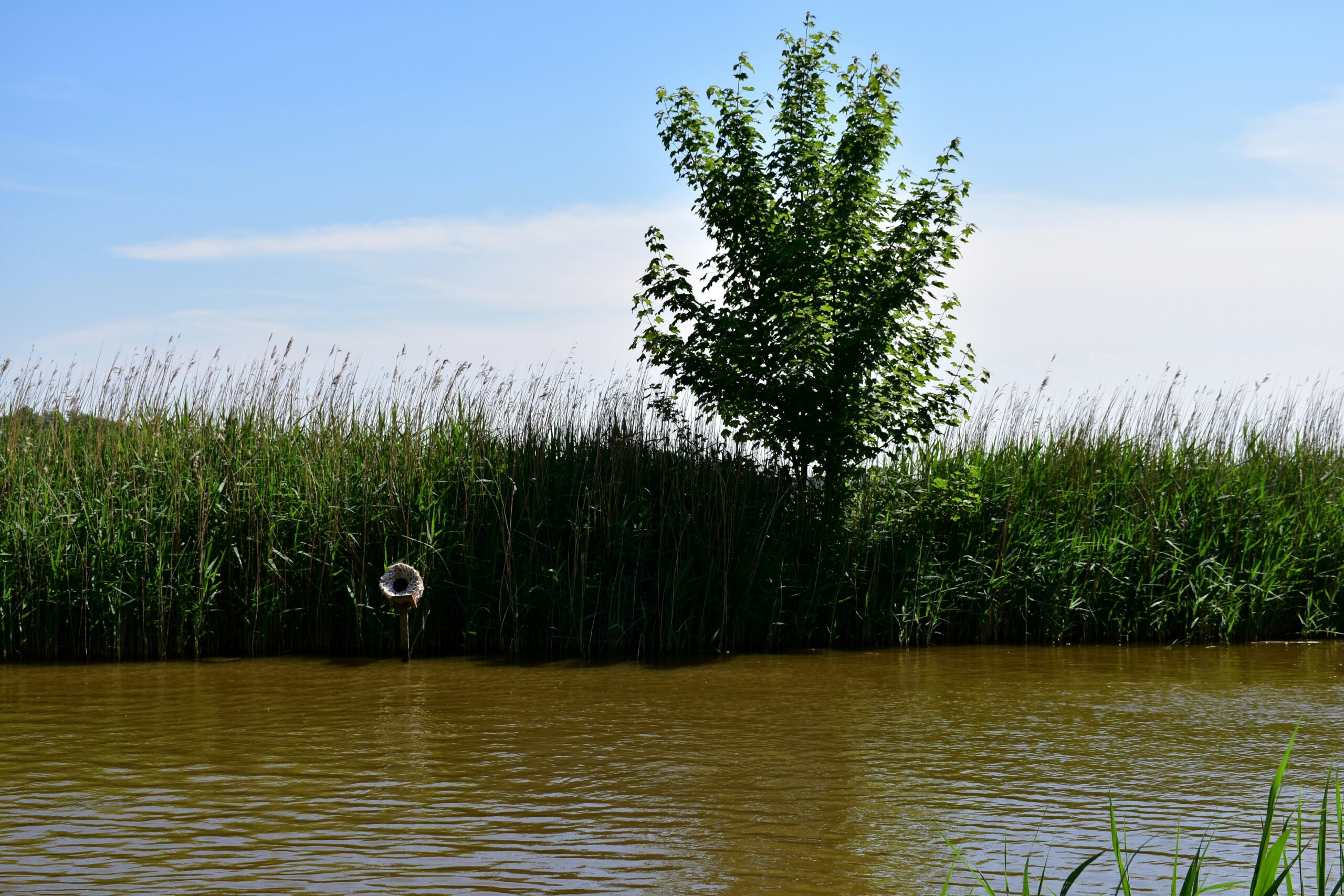 a body of water surrounded by tall grass