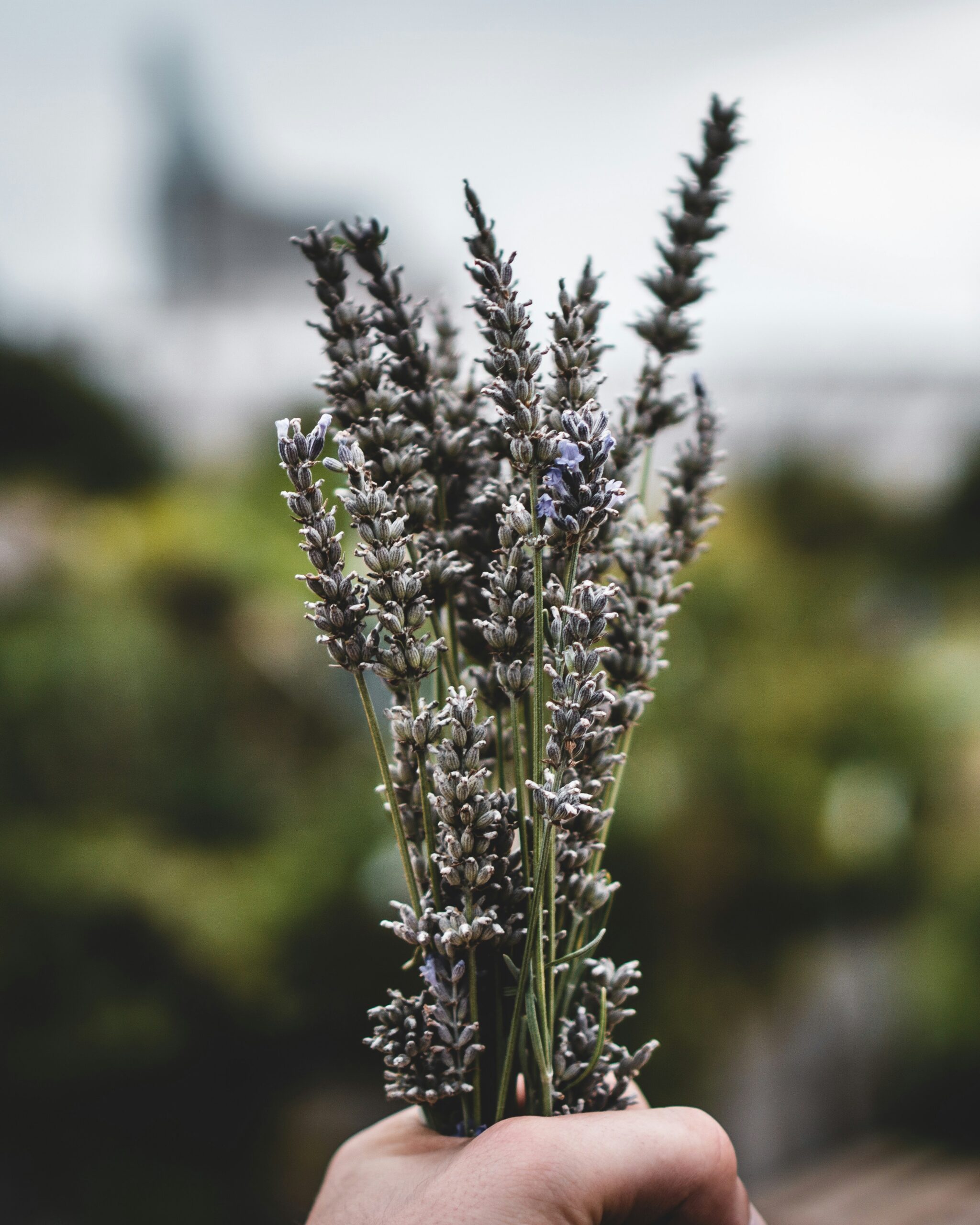 green plant in tilt shift lens