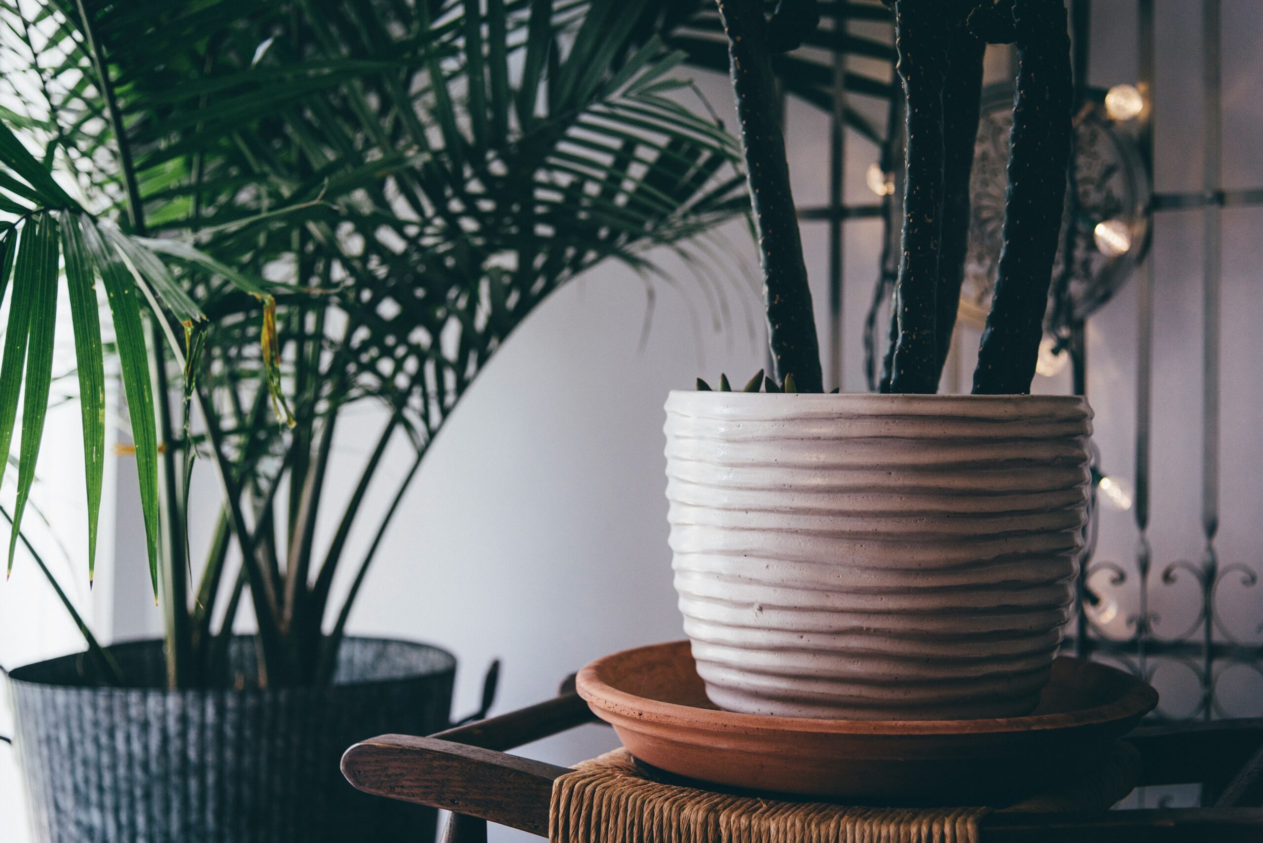 The Best Indoor Plants for Minimalist Decor: Elevate Your Space Naturally