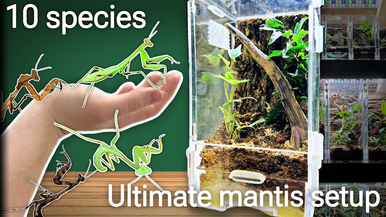 Perfect Small Terrarium Pets & Their Dream Enclosures (2025 Guide)