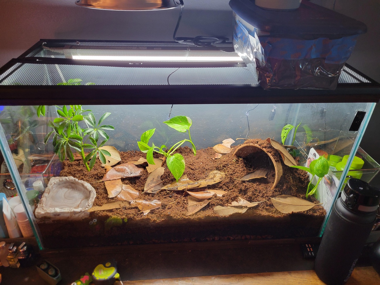 Perfect Small Terrarium Pets & Their Dream Enclosures (2025 Guide)