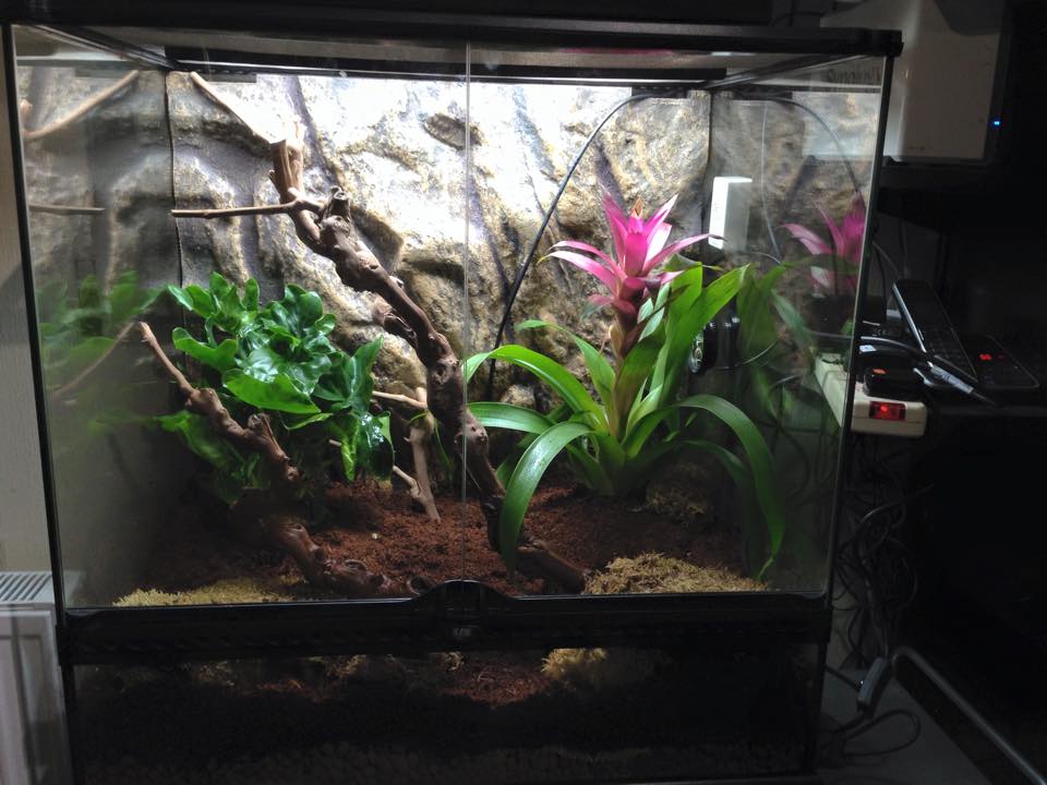 Perfect Small Terrarium Pets & Their Dream Enclosures (2025 Guide)